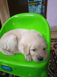 I want to sale my 40 days puppy