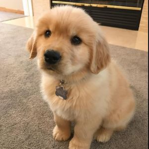 Golden retriever puppies