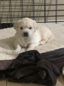 AKC Golden Retriever male and female available