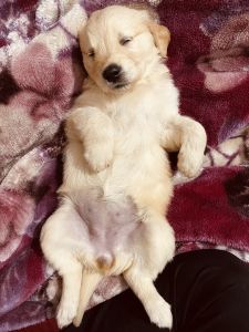 Cute Golden retriever puppy