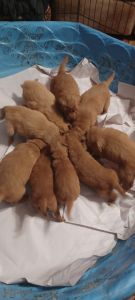 Registered golden retriever