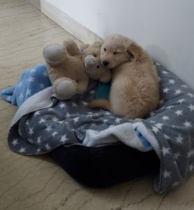 Cute Golden Retriever Puppy for sale