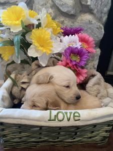 AKC golden retriever puppies