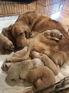 Golden Retriever Puppies for sale