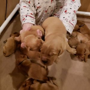 Dark red golden retriever puppies Easter Special