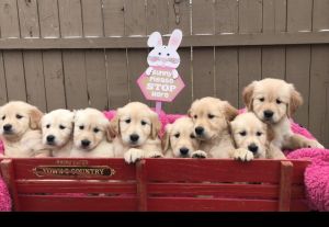 Golden Retriever Puppies