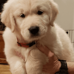 English cream golden retriever puppies