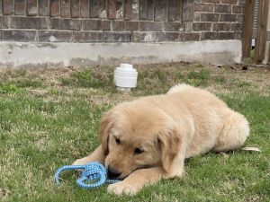 Rocco (Golden retriever AKC Registered)