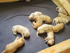 Golden Retriever puppies
