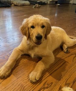 Milo- male golden