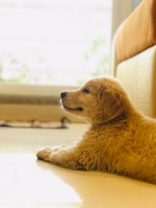 I want to sell my puppy