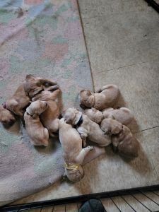 Krissi's goldens