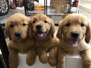 AKC Golden Retriever Puppies