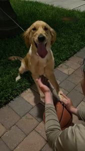 AKC Golden Retriever