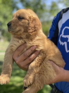 AKC golden retriever