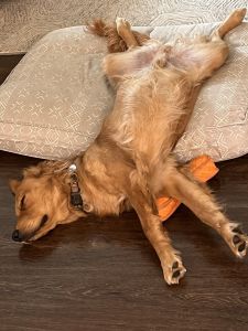 9 month old puppy for sale