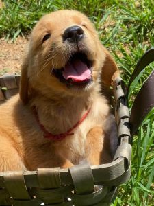 AKC Golden Retriever Male