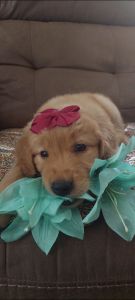 Golden Retriever Puppy