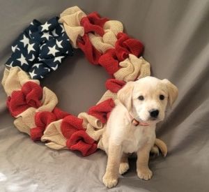 Goldador puppies (lab x golden retreiver