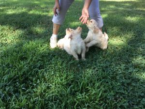 Akc golden retriever pupppies imported bloodline