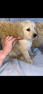 Golden retriever puppies