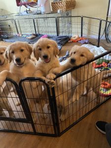 AKC GOLDEN RETRIEVERS