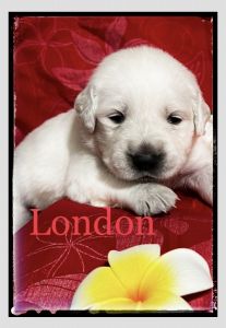 English Golden retriever