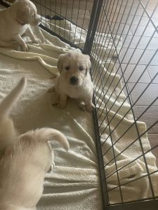 Akc Golden Retriever puppies