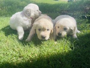 Golden Retriever Puppies