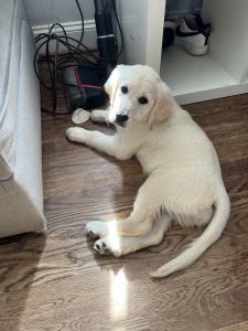Golden retriever puppies for sale