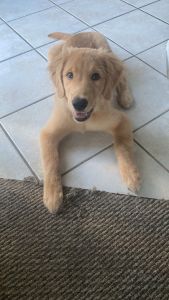 Golden Retriever for sale
