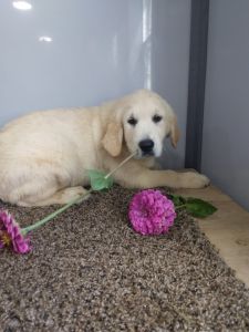 English cream price reduced AKC