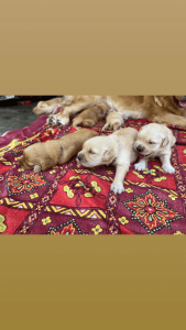 Golden retriever for sale