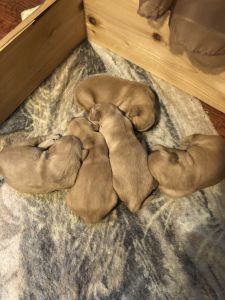 ACA Golden Retriever