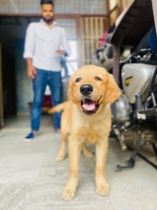 golden retriever five months old dog ... Browney his name