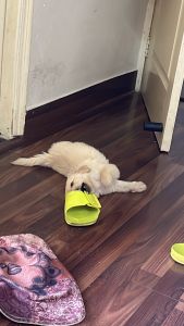 Golden Retriever for Sale