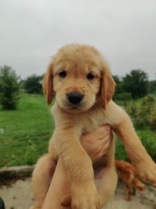 Golden Retriever