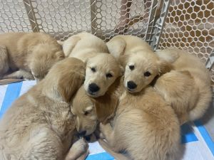 AKC Goldens