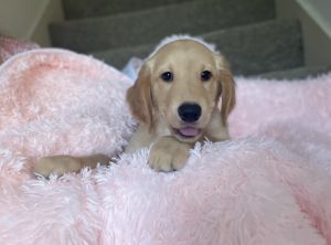 AKC Golden Retriever