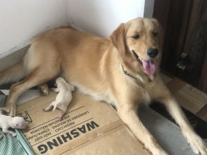 Golden retriever are beautiful dogs you’ll love them ………………………………………….