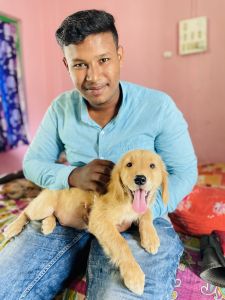 Golden retriever diner breed