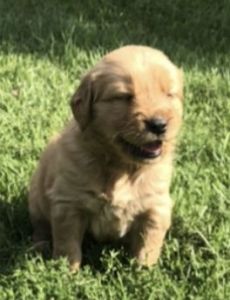 Registered golden retriever puppies