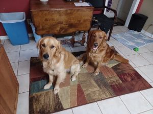 Golden retriever puppies
