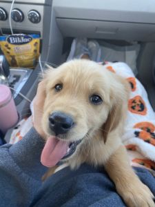 male Golden Retriever puppy for sale