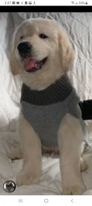 Golden Retriever Pups