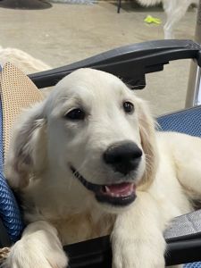 Trained Golden Retriever-Englsih Cream