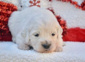 AKC English Golden Retriever Puppies - ready 12/31/22