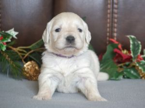 AKC English Golden Retriever - ready 1/3/2023