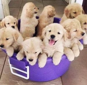 Golden Retriever puppies