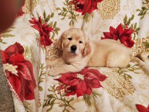AKC GOLDEN RETRIEVERS